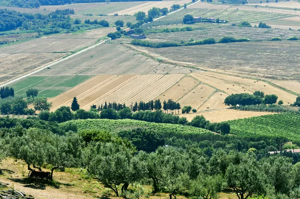 Toscane, landschap aan zomer — Stockfoto