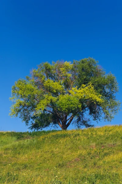 stock image дерево на холме