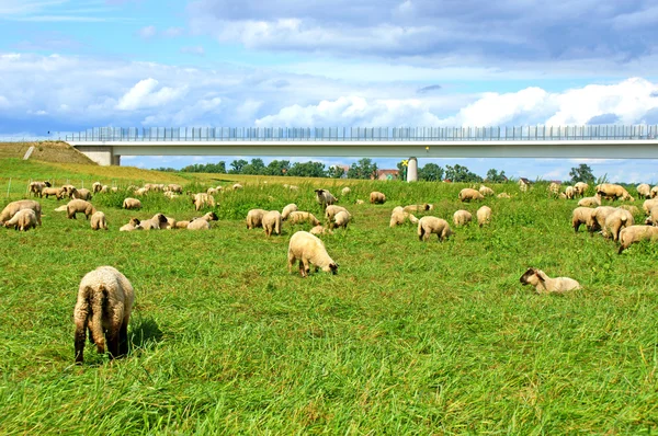 Muchas ovejas — Foto de Stock