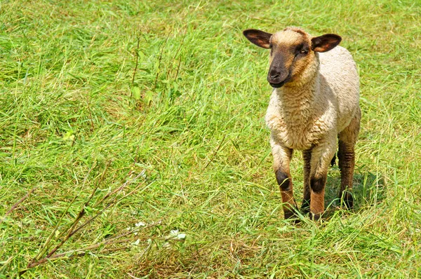 Μικρό πρόβατο — Φωτογραφία Αρχείου