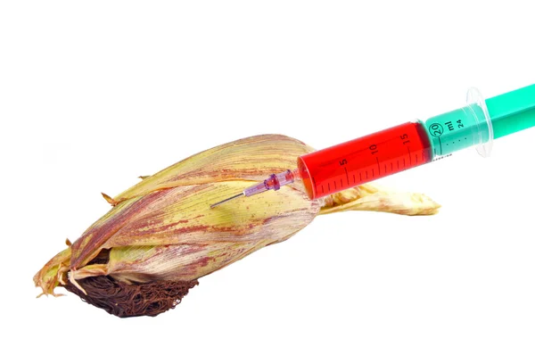 Genetisch gemodificeerde maïs — Stockfoto