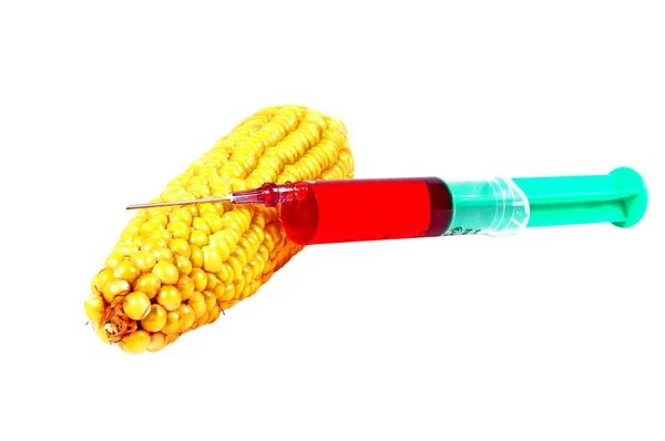 ГМ кукуруза — стоковое фото
