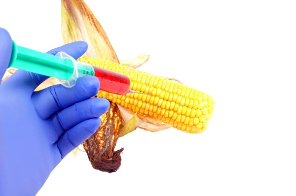 Genetisch gemodificeerde maïs — Stockfoto