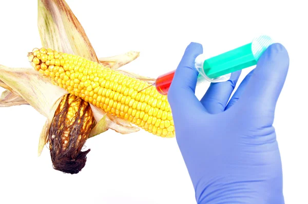 GM corn — Stock Photo, Image