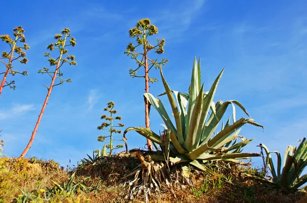 Kaktus — Foto Stock