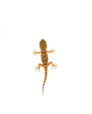 Gecko clipart