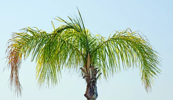 Güzel palm — Stok fotoğraf