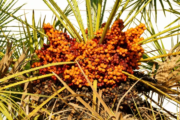 Güzel palm — Stok fotoğraf
