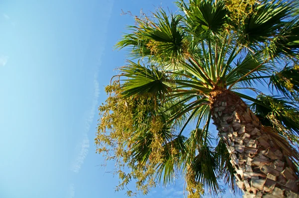 Velké palmy — Stock fotografie