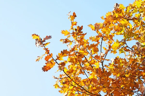 Zlatý podzim — Stock fotografie