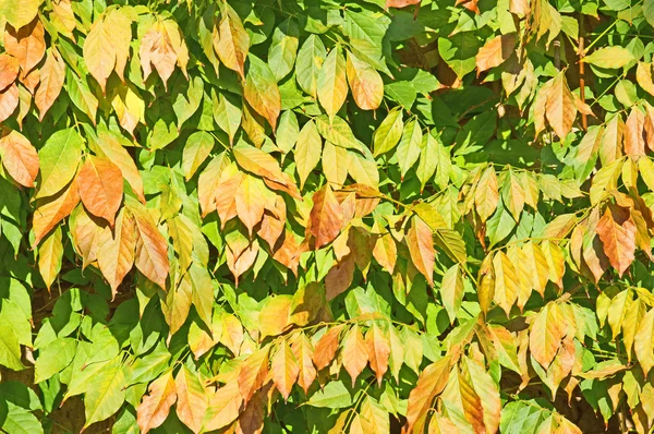 Arany ősz — Stock Fotó