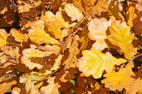Golden autumn — Stock Photo, Image