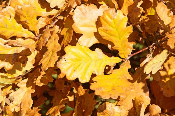 Золотая осень — стоковое фото