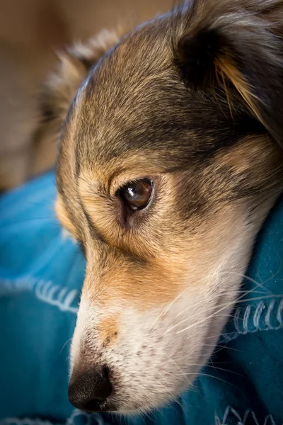 Szomorú kutya — Stock Fotó