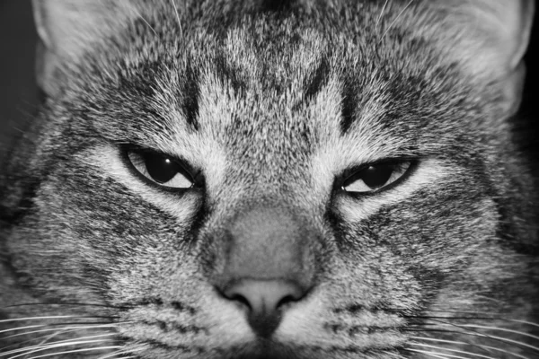Eine Katze in schwarz-weiß — Stockfoto
