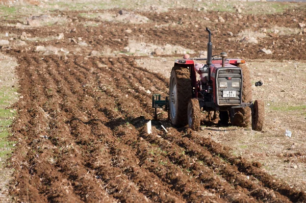 Landbouw in amman, Jordanië Stockfoto