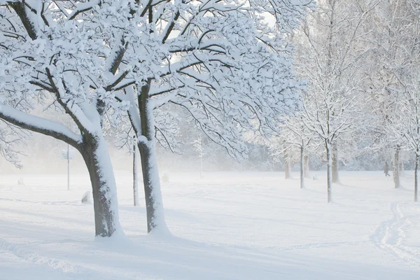 stock image Snow and wind