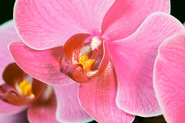 stock image Orchid