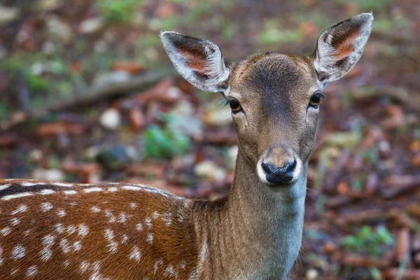 Stock image Deer in natural surrounding