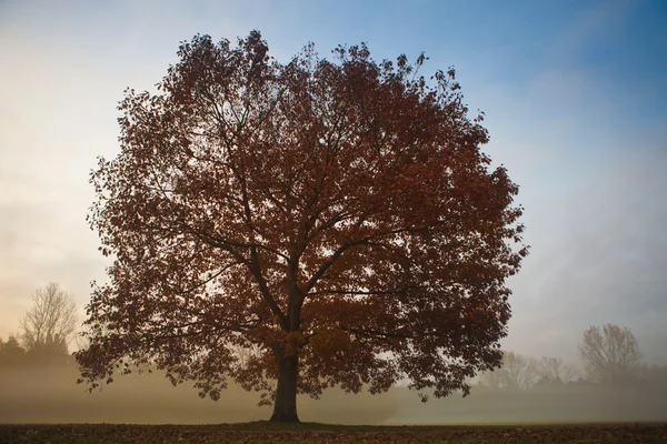 stock image Autumn