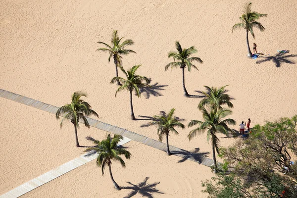 Palmen am Strand — Stockfoto