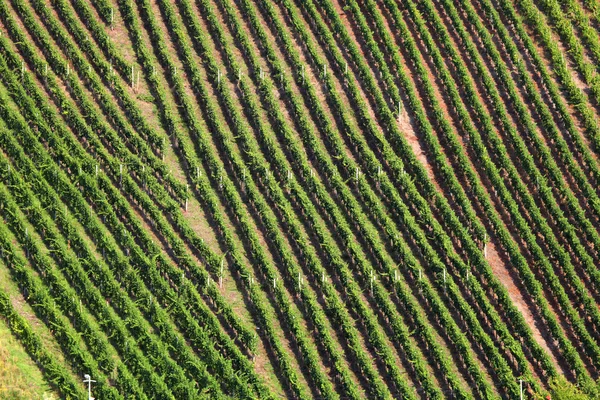 Vista aérea sobre un viñedo — Foto de Stock