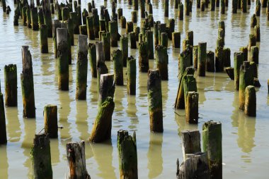 Old piling stumps off the shore in New York Harbor clipart