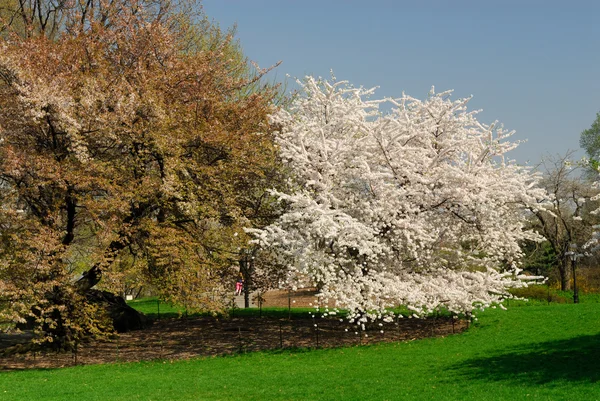 stock image Trees in the Central Park, New York