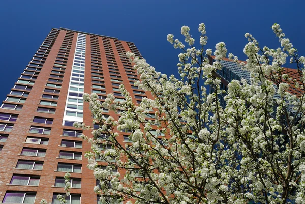 Edificio a grattacielo e albero in fiore in città — Foto Stock