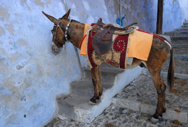 Saddled mule or donkey waiting for tourists to carry up or down the cliff f clipart