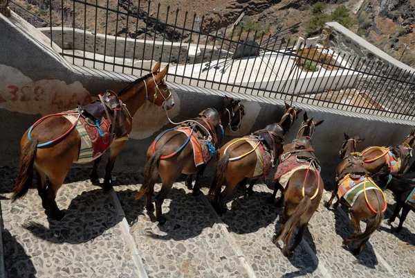 Gesattelte Maultiere oder Esel warten darauf, dass Touristen die Klippe hinauf oder hinunter tragen — Stockfoto