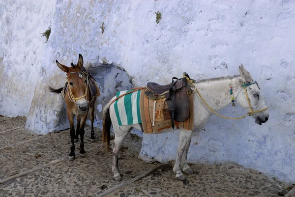 Gesattelte Maultiere oder Esel warten darauf, dass Touristen die Klippe hinauf oder hinunter tragen — Stockfoto