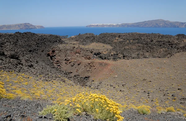 黄色の花、火山の nea kameni のギリシャの島 — ストック写真