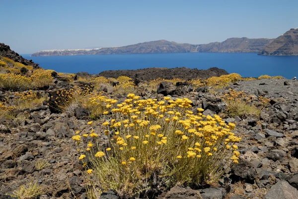 黄色的花朵上火山岛屿 nea kameni 希腊 — 图库照片
