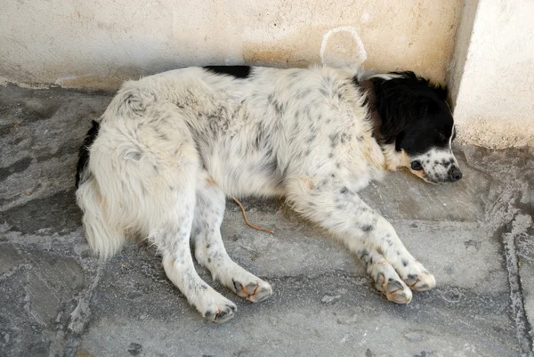 Homeless dog in Santorini, Greece — Stock Photo, Image
