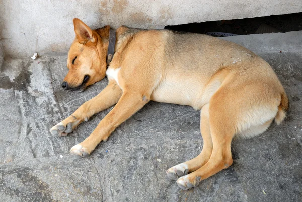 Obdachloser Hund in Santorin, Griechenland — Stockfoto
