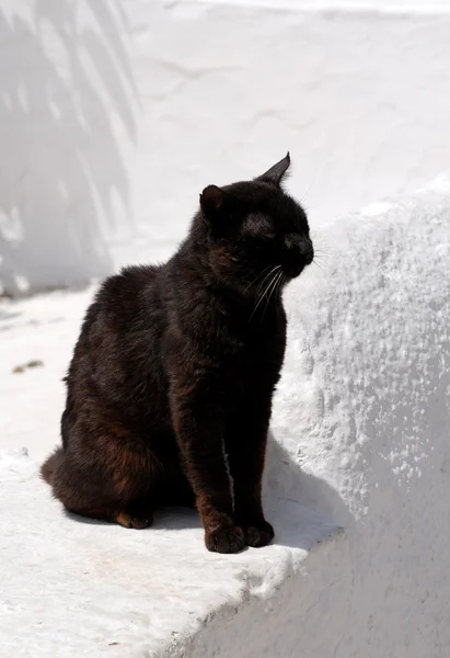 Schwarze Katze an weißer Wand in Santorini Griechenland — Stockfoto