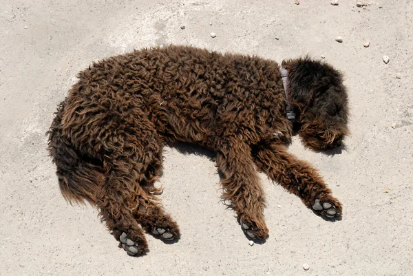 Schwarzer Hund schläft auf der Straße in Santorini, Griechenland — Stockfoto