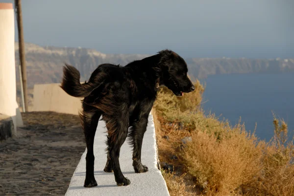 Schwarzer Hund an der Wand — Stockfoto
