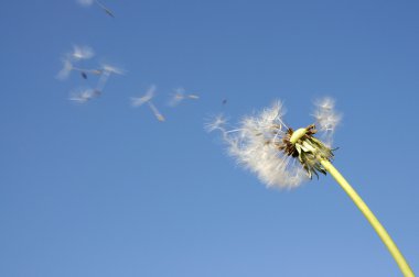 Blowball against blue sky clipart