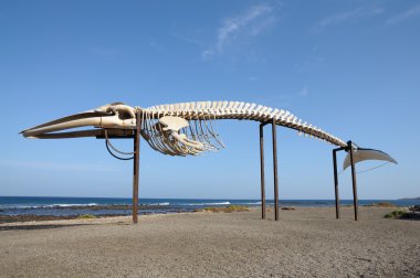 Whale skeleton in Caleta de Fuste, Fuerteventura Spain clipart