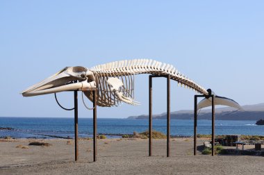 Whale skeleton on Canary Island Fuerteventura, Spain clipart