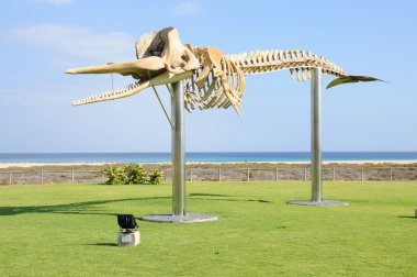 Whale skeleton in Jandia Playa, Canary Island Fuerteventura, Spain clipart