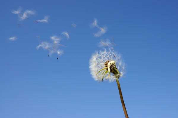 stock image Blowball against blue sky