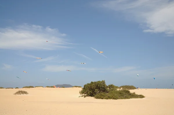 Kites at the Flagbeach in Corralejo, Canary Island Fuerteventura, Spain — Stock Photo, Image