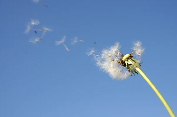 stock image Blowball against blue sky