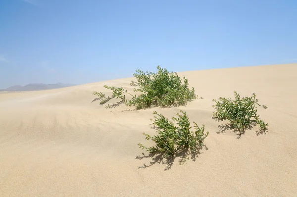 Einsame Pflanze in den Dünen der kanarischen Insel Fuerteventura, Spanien — Stockfoto