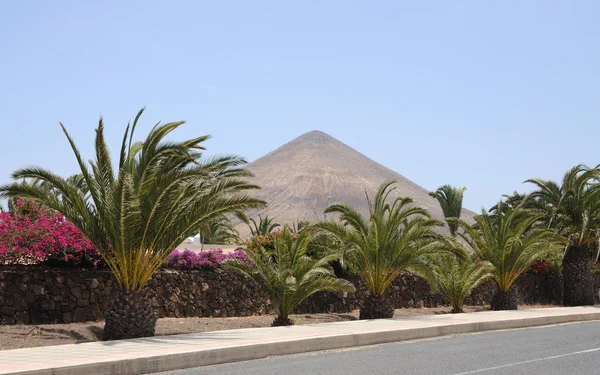 Rua com palmeiras e vulcão em La Oliva, Fuerteventura Espanha — Fotografia de Stock