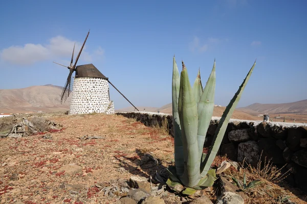 Aloe vera και παραδοσιακός ανεμόμυλος στο καναρίνι νησί Φουερτεβεντούρα, Ισπανία — Φωτογραφία Αρχείου