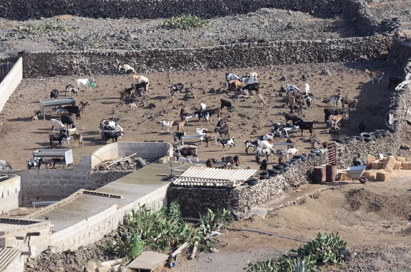 Fattoria di capre sull'isola delle Canarie Fuerteventura, Spagna — Foto Stock